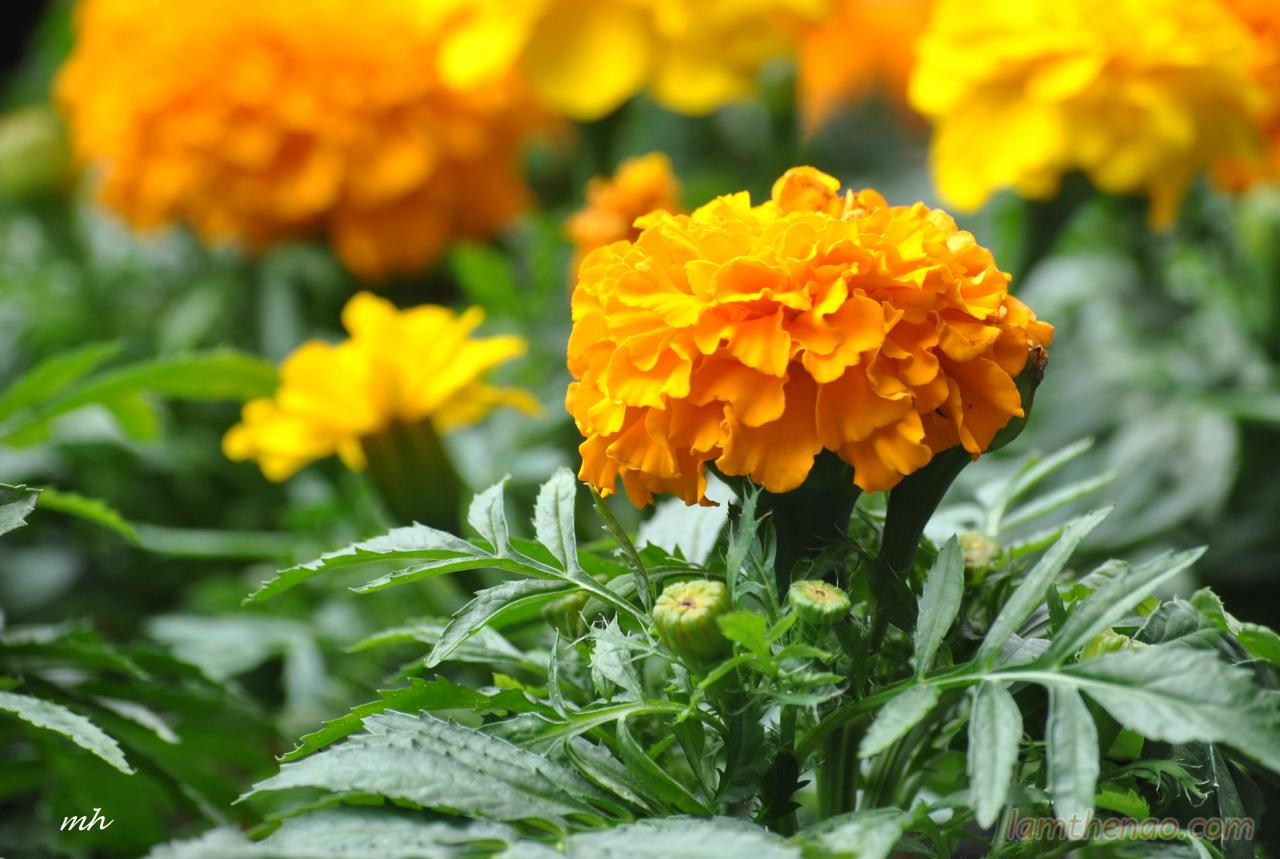 Bạn có biết những loại hoa kiêng không đặt lên bàn thờ?