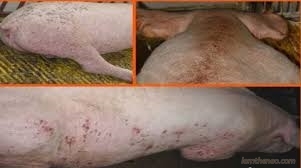 Những con lợn bị bệnh, ghẻ lở được phù phép thành thịt lợn mán.