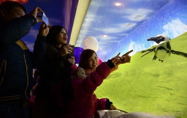 Thủy cung Vinpearl Aquarium Times City điểm đến hấp dẫn vào ngày 1/6