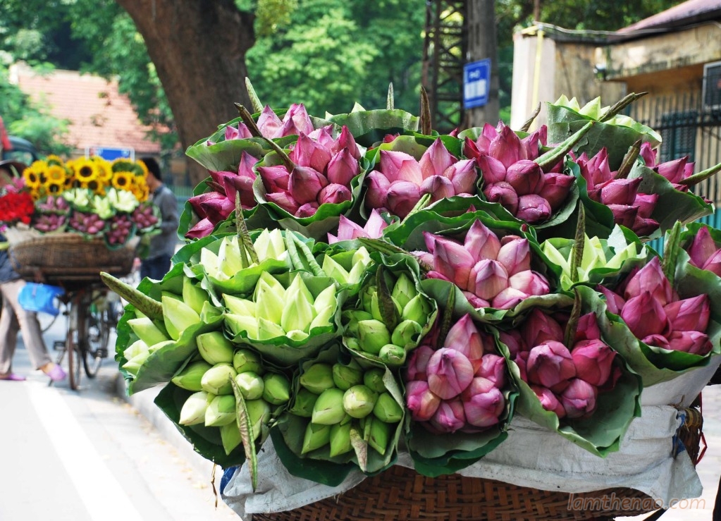 Phân biệt hoa sen và hoa quỳ để tránh bị hớ khi mua