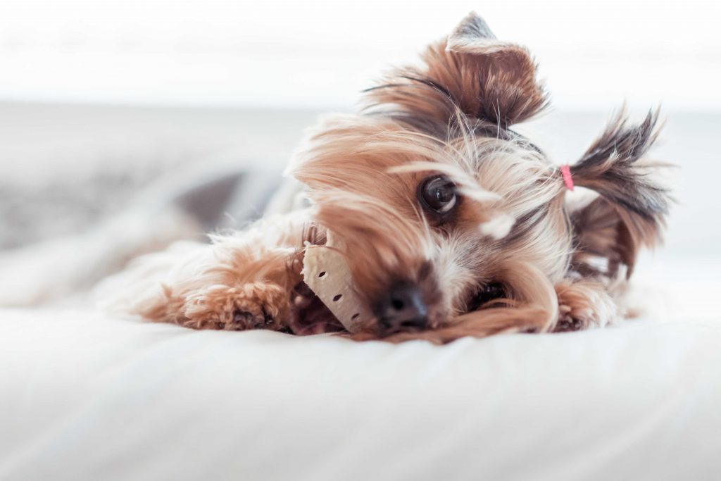 Yorkshire Terrier Eating Treats in Bed