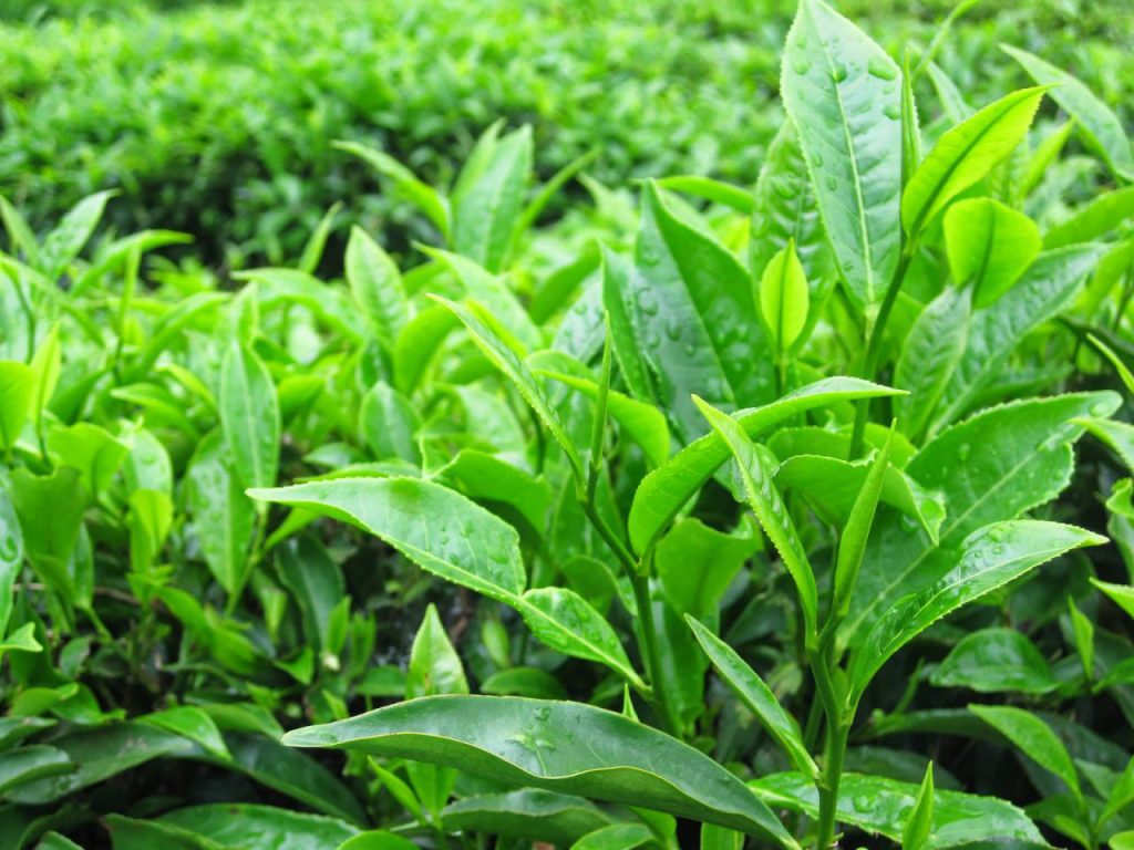 Kết quả hình ảnh cho trà xanh