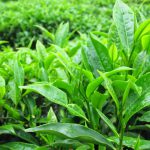 Kết quả hình ảnh cho trà xanh