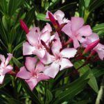 800pxNeriumoleanderflowersleaves