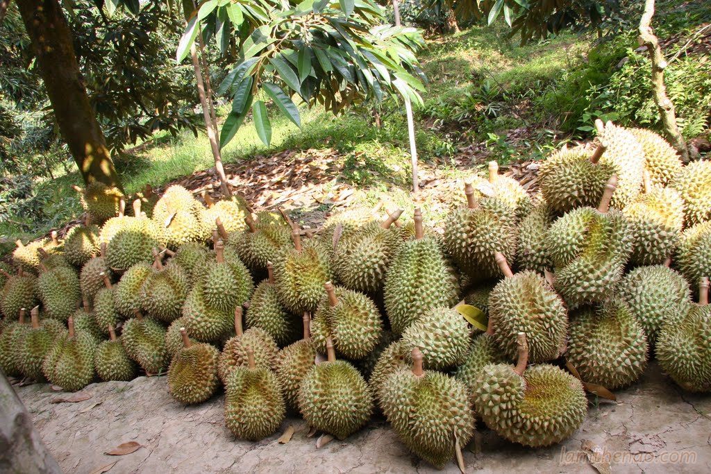 Bạn đang hiếm muộn? Hãy ăn sầu riêng