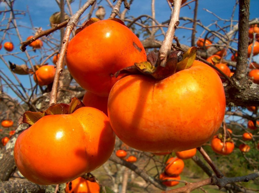 Kết quả hình ảnh cho quả hồng