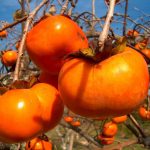 Kết quả hình ảnh cho quả hồng