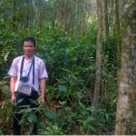 Cây Ưng bất bạc - vị thuốc quý ngàn năm cho lá gan của người Việt - Ảnh 4.