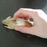 computer_mouse[1]