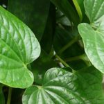 Cai sữa bằng lá lốt