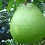 tac-dung-cua-vo-buoi