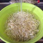 Cách làm giá đỗ đơn giản bằng chai nước