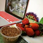 Tự làm muối ô mai chẳng lo đường hóa học