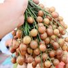 Chuyên gia Đông y tiết lộ: Thứ quả vàng mùa hè là vị thuốc rất quý nhiều người đang để phí - Ảnh 1.